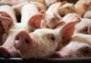 SCI-MED: WASHINGTON, United States –  US surgeons successfully implant pig heart in human – ‘Historic’