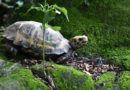 SCI-TECH | CHENOLOGY-   Rare turtle species discovered at Pù Hu Nature Reserve