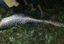 SCIENCE-OPHIOLOGY | Indonesian man found dead in belly of 7m-long python