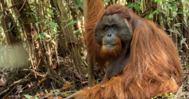 CULTURE | Self-care: Orangutan seen apparently treating wound