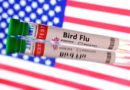 WORLD-AMERICA-HEALTH |   US suffers first severe human case of bird flu; California declares emergency