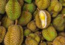 ASEANEWS HEADLINE | BANGKOK: Thailand buries 60 tonnes of durians contaminated with yellow dye; 26 exporters banned