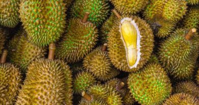 ASEANEWS HEADLINE | BANGKOK: Thailand buries 60 tonnes of durians contaminated with yellow dye; 26 exporters banned