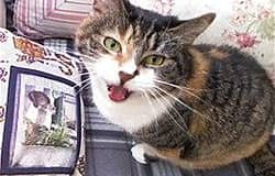 COMICS: Mani D’ Nut | In Congress, the Loose Cat is no longer tmaking noise, no more Meow Meow Meow!! COMICS: Mani D’ Nut | In Congress, the Loose Cat is no longer tmaking noise, no more Meow Meow Meow!!