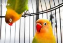 LIFE+STYLE-HEALTH | Thailand confirms first parrot fever case, urges caution among bird owners