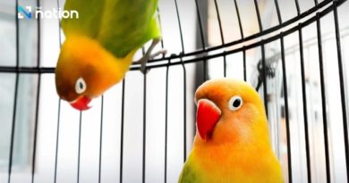 LIFE+STYLE-HEALTH | Thailand confirms first parrot fever case, urges caution among bird owners