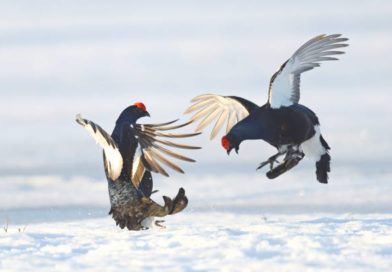 EDITORIAL CARTOONS : PNP, inutil sa e-sabong | Pilipino Star Ngayon EDITORIAL CARTOONS : PNP, inutil sa e-sabong | Pilipino Star Ngayon