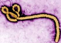 WORLD.NEWS-HEALTH | WHO declares global health emergency over Ebola outbreak